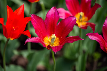 Close up of red tulip flowers in a garden