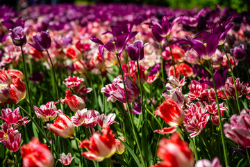 Fototapeta premium Colorful tulip flowerbed in full bloom