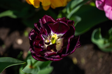 Dark purple tulip bloom in garden