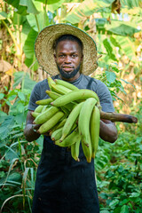An African male farmer wearing a straw hat and apron holds a bunch of green bananas with both hands while standing in a banana plantation surrounded by lush foliage.