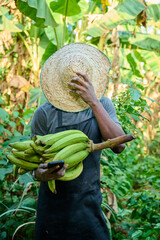 An African male farmer wearing a straw hat and apron holds a bunch of green bananas and a smartphone while adjusting his hat in a lush banana plantation.