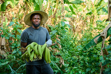 An African male farmer wearing a straw hat and gloves stands in a banana plantation holding a fresh bunch of green bananas surrounded by dense tropical vegetation.