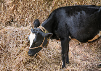 Close up of a black and white calf grazing in a barn.