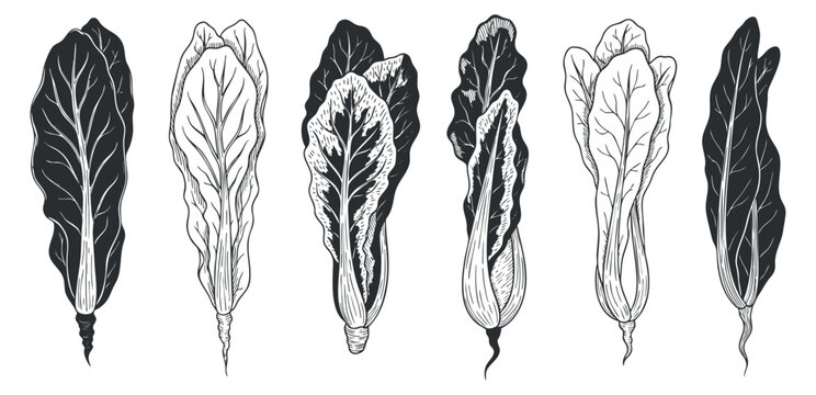 A set of Swiss chard leaves in black and white outline vector style, perfect for healthy food illustrations