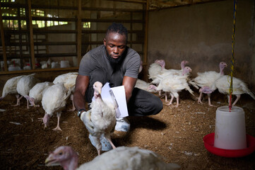 A Nigerian male farm worker crouches inside an indoor poultry house while inspecting a white turkey with a clipboard as other turkeys gather on the dirt floor nearby.