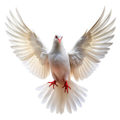Obraz premium A striking white dove in flight with wings wide spread, a symbol of peace and hope