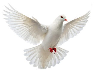 Obraz premium A white dove in full flight with widespread wings against a stark black background