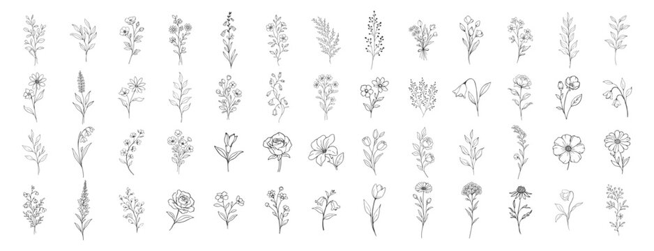 Floral botanical wildflower line icons collection, hand drawn vintage outline flowers and leaves set, elegant decorative vector illustration on transparent background