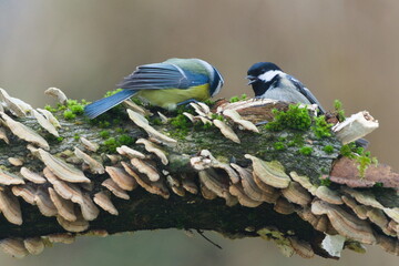 Blue Tit (Cyanistes caeruleus) and Coal Tit (Periparus ater) interacting on a mossy branch, common species in the Czech Republic