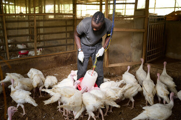 A Nigerian male farm worker wearing gloves adjusts a hanging poultry feeder as white turkeys gather and feed on the floor inside a wooden indoor poultry house.