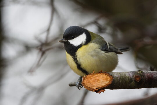 Great Tit (Parus major) perched on a cut branch in winter woodland, common bird species in the Czech Republic - Powered by Adobe