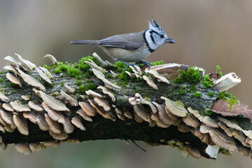 Crested Tit (Lophophanes cristatus) perched on fungus-covered branch in forest &ndash; common woodland bird in the Czech Republic