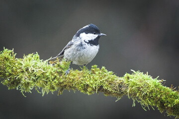 Coal Tit (Periparus ater) perched on a mossy branch in forest, common bird species in the Czech Republic