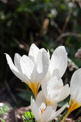 Delicate crocuses with drops growing in the park close-up