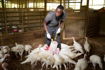 A Nigerian male farmer wearing gloves adjusts a hanging feeder while several white turkeys gather and feed on the littered floor inside an indoor poultry barn.