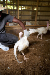 A gloved Nigerian male farmer holds a white turkey by the wing inside an indoor poultry barn, showing hands-on livestock handling and routine care among other birds on the farm.