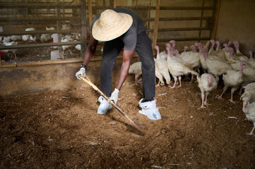 Young African male poultry farmer raking floor bedding inside an indoor turkey farm, wearing gloves, straw hat, and protective shoe covers while white turkeys stand grouped in the background.