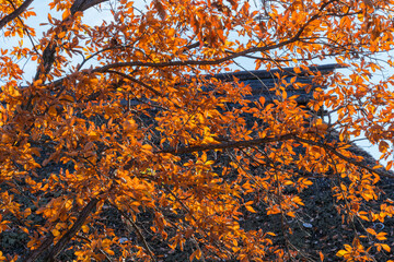 茅葺屋根と紅葉