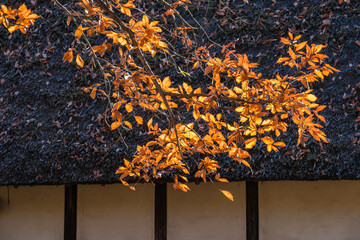 古民家の紅葉