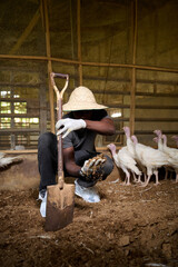Young Nigerian male poultry farmer crouching inside an indoor turkey farm, holding soil in his gloved hand beside a shovel while wearing a straw hat and protective shoe covers as white turkeys stand n