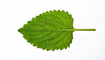 Single Lemon Balm Leaf on White Background, Close-Up.