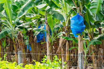 Costa Rica banana plantation growing fresh fruit bunches in blue protective bags