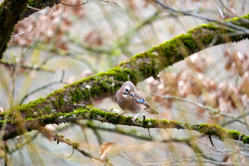 Garrulus glandarius eurasian jay on tree at Swiss city of Z&uuml;rich on a foggy winter day. Photo taken December 22nd, 2025, Zurich, Switzerland.