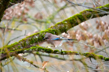 Garrulus glandarius eurasian jay on tree at Swiss city of Z&uuml;rich on a foggy winter day. Photo taken December 22nd, 2025, Zurich, Switzerland.