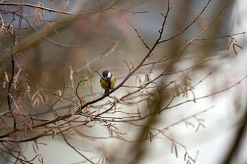 Periparus ater coal tilt bird on branch at Swiss city of Z&uuml;rich on a foggy winter day. Photo taken December 22nd, 2025, Zurich, Switzerland.