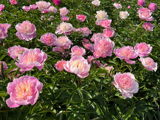 Pink peonies flowers flowerbed in spring garden.