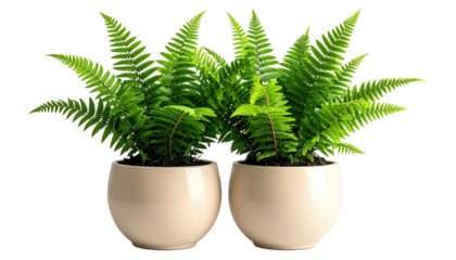 Two vibrant, flourishing fern plants in neutral-toned, round pots