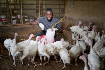 Young African male poultry farmer crouching inside an indoor turkey farm, adjusting a hanging feeder with gloved hands while a group of white turkeys gathers closely around him.