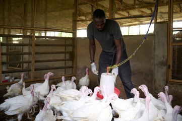 Young African male poultry farmer feeding turkeys inside an indoor farm, adjusting a hanging feeder while wearing gloves and casual work clothes as a flock of white turkeys gathers around him.