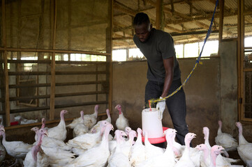 Young African male poultry farmer feeding turkeys inside an indoor farm, adjusting a hanging feeder while wearing gloves and casual work clothes as a flock gathers around him.