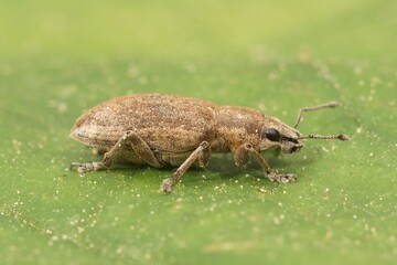 Closeup on a beet leaf weevil, Tanymecus palliatus sitting on a green leaf in the field