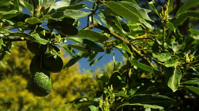 SLOW MOTION STATIC HANDHELD SHOT OF AVOCADOS HANGING OFF A TREE IN AN AVOCADO FARM