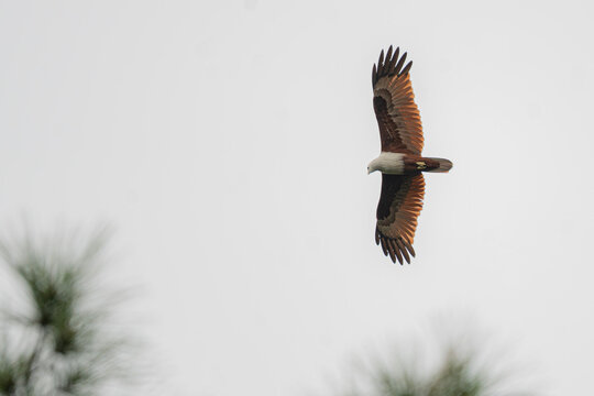 Brahminy Kite soaring with wings spread wide against a bright white sky