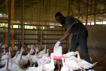 Young Nigerian male poultry farmer feeding turkeys inside an indoor farm, adjusting a hanging feeder while wearing gloves, protective shoe covers, and casual work clothes with a flock gathered around.