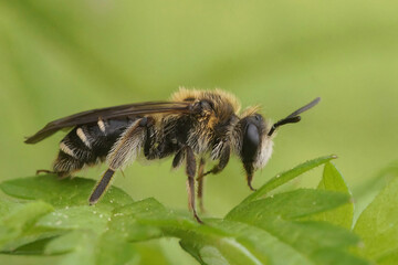 Closeup on a Broad-faced mining bee, Andrena proxima on a green leaf , Durmplassen , Merendree