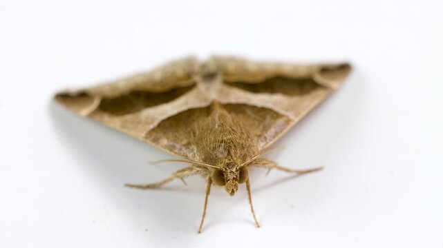 Dysgonia algira, the passenger butterfly, moth, studio 4k video, isolated on white background