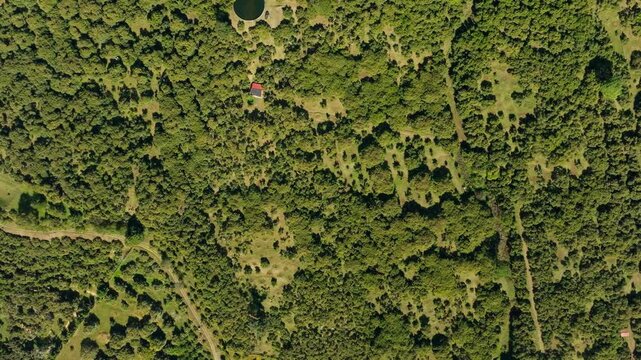 DRONE: TOP-DOWN VIEW OF AN AVOCADO FARM IN TANCITARO, MICHOAC&Aacute;N