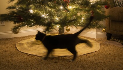 Black cat under Christmas tree with decorations