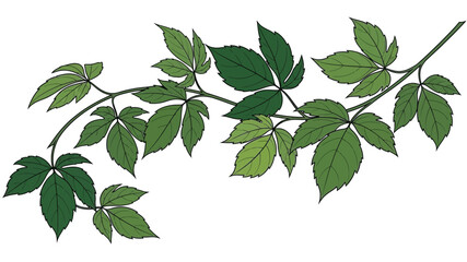 A detailed illustration of a green vine with multiple leaves curving gently © Rokiya Aktar