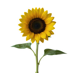Obraz premium Bright Yellow Sunflower With Green Stem and Leaves