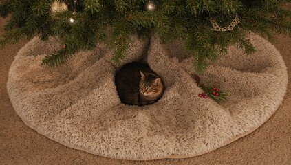 Cat under Christmas tree