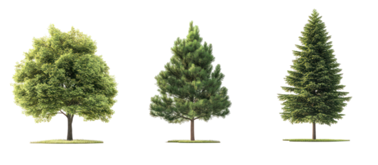 Taxodium ascendens and two Pinus cembra frontal set on transparent background