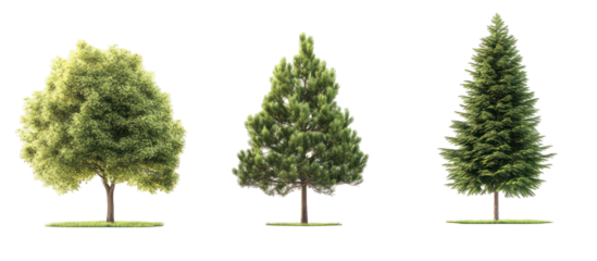 Taxodium ascendens and two Pinus cembra frontal set on transparent background