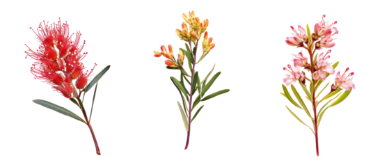 Grevillea banksii, commonly known as Banks grevillea on transparent background