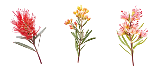 Grevillea banksii, commonly known as Banks grevillea on transparent background
