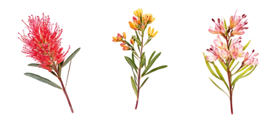 Grevillea banksii, commonly known as Banks grevillea on transparent background